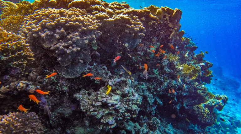 Aqaba Coral Reefs