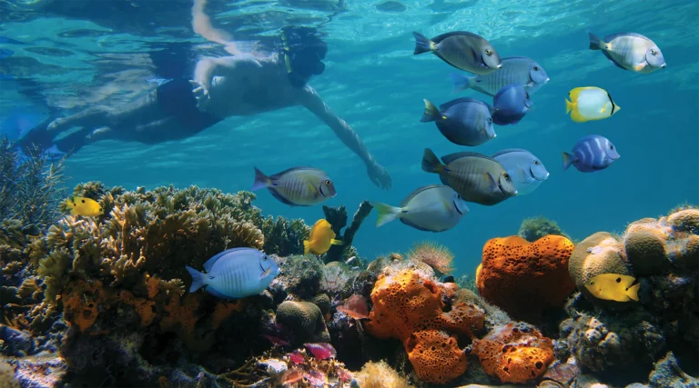 Aqaba Snorkeling